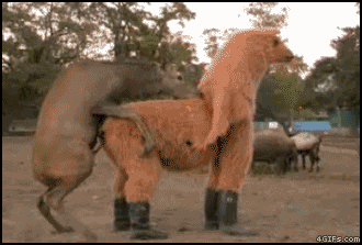 post-4560-1356021745[1].gif