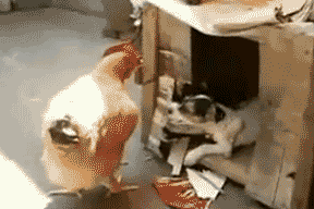 post-4560-1356018536[1].gif
