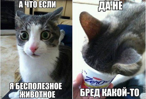 getImageCA2OBL5X.jpg